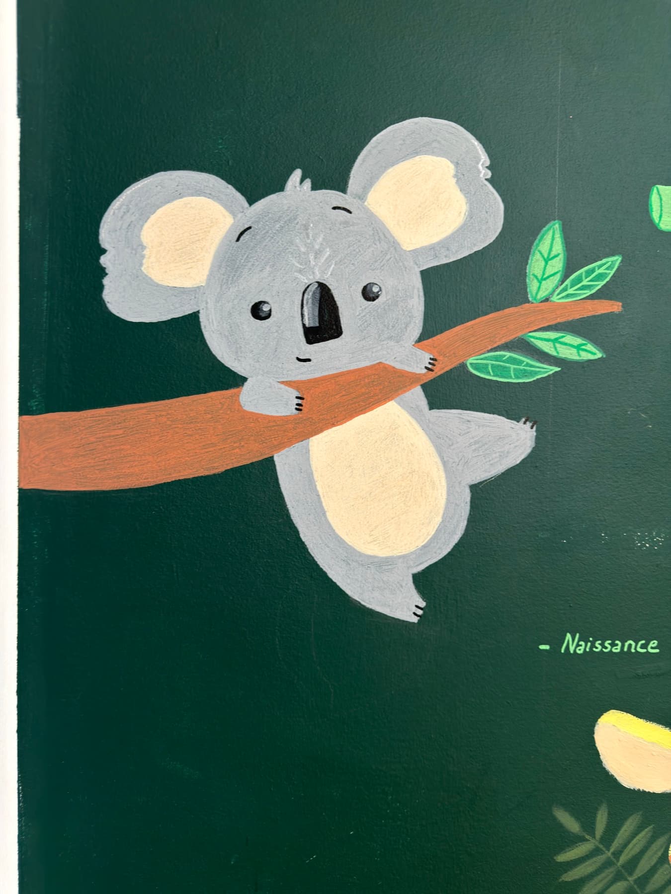 Le koala